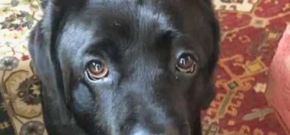 Woman With Dementia Lost For 3 Days Rescued Thanks To Her Dog’s Bark