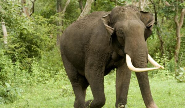 Elephant Kills Woman and Returns to Trample on her Corpse at Funeral