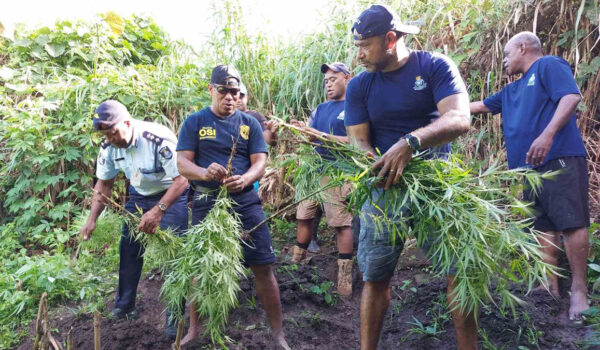 Plants believed to be marijuana from 8 farms in Kadavu uprooted by police