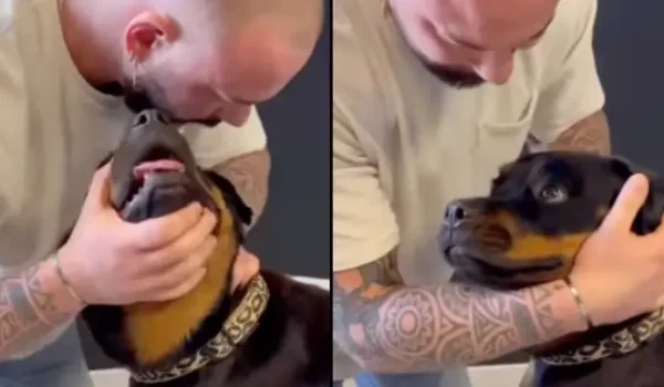 Dog Left in Shock After Animal Chiropractor Cracks Her Neck