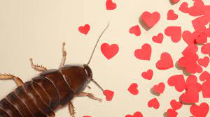 Name A Cockroach After Your Ex for Valentines