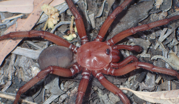 New Spider Species Discovered In Australia