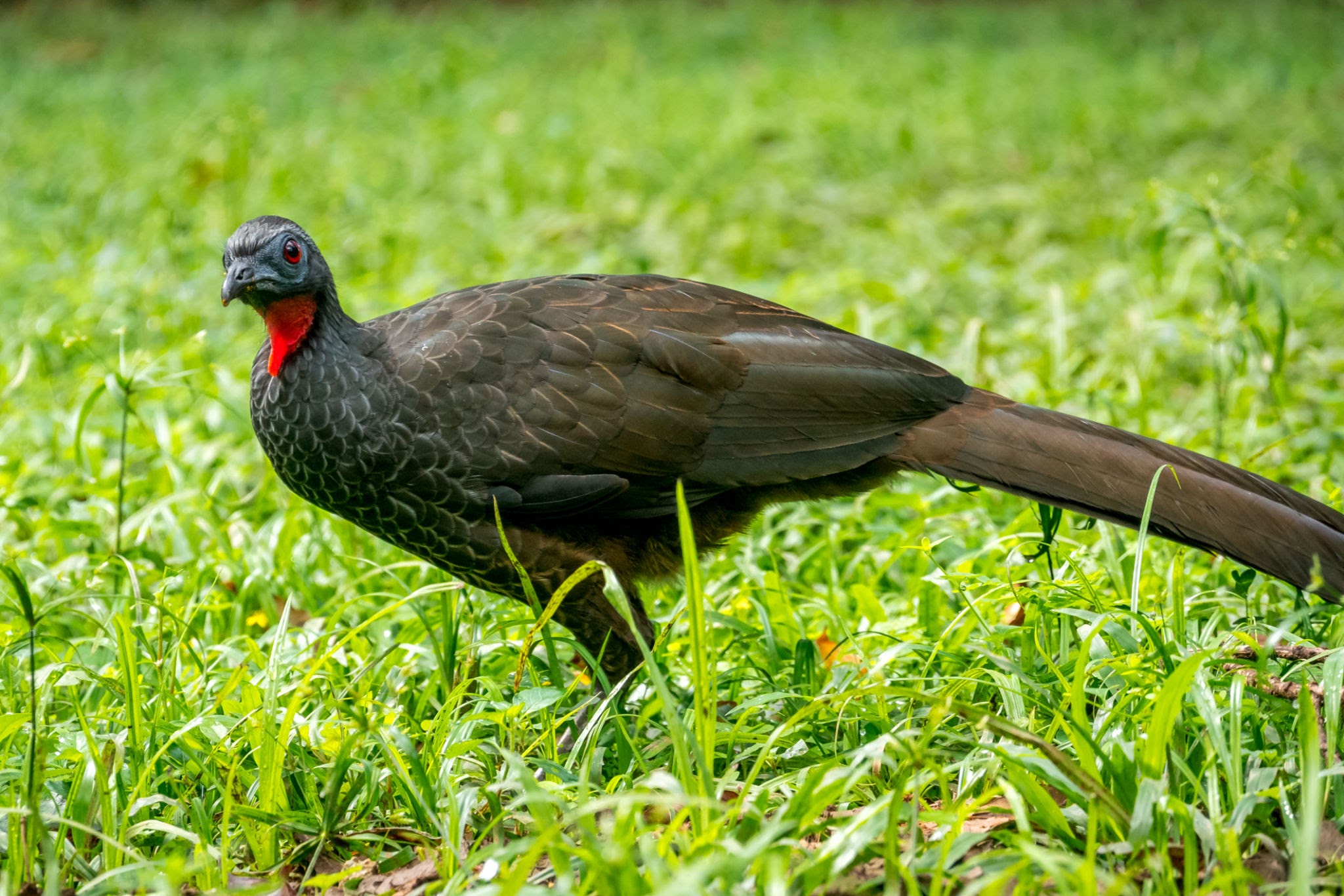 This Bird Poops One of the Most Expensive Coffees in the World - FM96