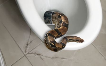 12 foot python in womens bathroom clipart