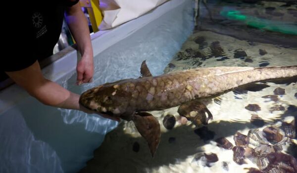 The Oldest Living Aquarium Fish – Methuselah