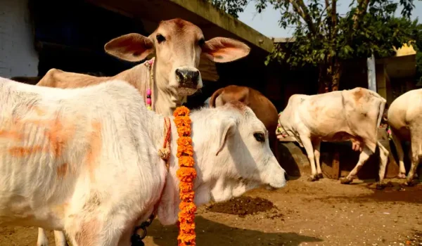 Devotees Allow Themselves to Be Trampled by Cattle in Bizarre Ritual