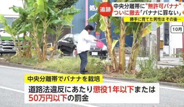 Japanese Man Grows Banana Trees in the Middle of City Road for Two Years