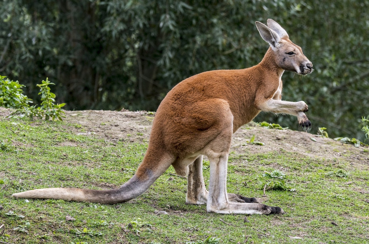 Kangaroo Escapes Prison Then Punches Police Officer In The Face - FM96