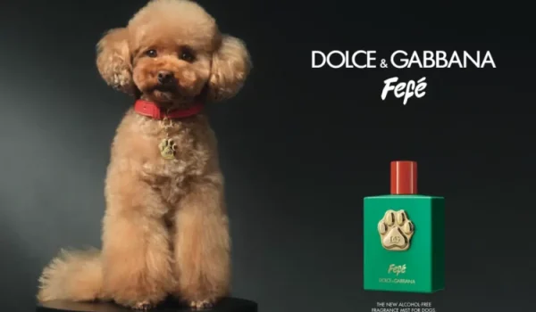 Dolce and Gabbana Launches Fefe, a $108 perfume for Dogs.