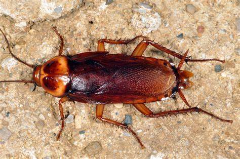 Man Inhales Cockroach In His Sleep, Has Bad Breath For Three Days.