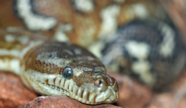 Woman Survives Almost Two Hours with 13-Foot-Long Python Coiled Around Her Body