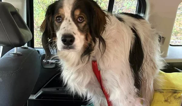 Loyal Dog Stops Traffic To Save Her Owners Life